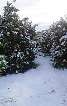 Inverno glaciale, danni devastanti per agricoltori e rincari per consumatori aranceti-gelate-emergenza-maltempo