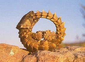 Uroboro e Cordylus Cataphractus Cordylus Cataphractus