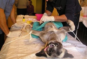 PD tassomane: ora tassa anche i cani, solo se non sterilizzati. tassa-sui-cani-non-sterilizzati