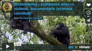 Scimmie cannibali, video etologia (comportamento animale) video documentario scimmie cannibali