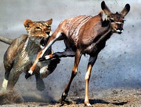 La "saggezza" (?) della natura. leone-gazzelle2013-11-17_00442