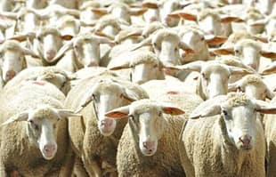 Il progetto dell'ONU per il controllo demografico in Europa pecore