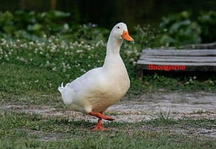 Imprese e oche da spennare, filosofia d'impresa oca