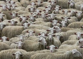 La maggioranza, un mito da sfatare (urgentemente) - democrazia e dittatura gregge maggioranza