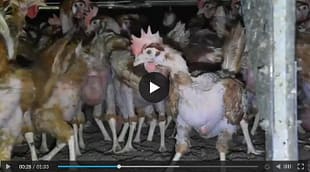 Allevate a terra. Sembra ecologico, ma è un inferno. allevamenti-a-terra-linferno