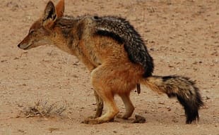 Gli sciacalli del Coronavirus sciacalli coronavirus