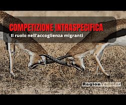 Il ruolo della competizione etnica intraspecifica nell'accoglienza migranti competizione-intraspecifica-ragion-veduta-1