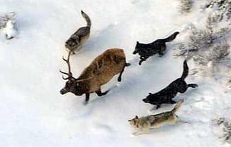 branco lupi renna 2013-12-06_00526