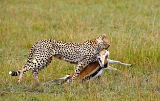 leopardo2013-12-01_00500