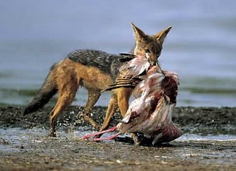 sciacallo2013-11-17_00443