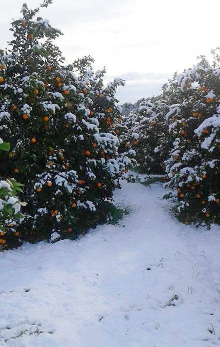 aranceti-gelate-emergenza-maltempo