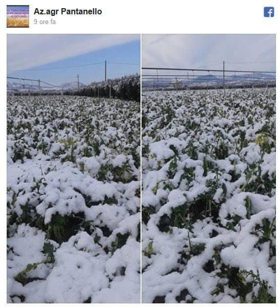 campo-di-rape-gelato