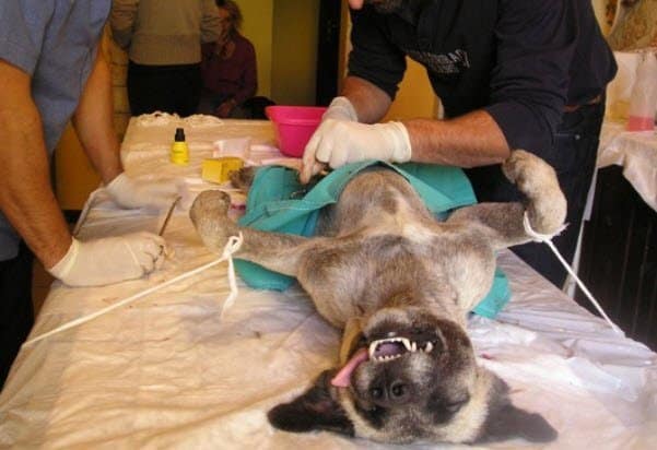 tassa-sui-cani-non-sterilizzati